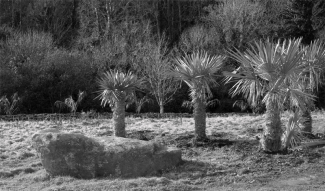 Trithrinax campestris in the foreground with Butia capitata behind