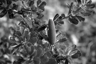 Banksia praemorsa